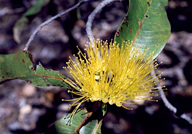 APII jpeg image of Xanthostemon paradoxus  © contact APII