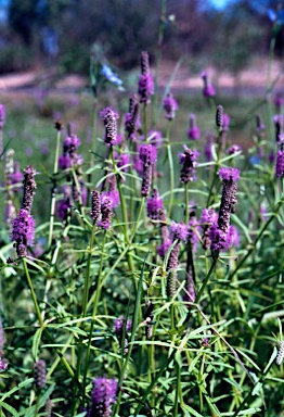 APII jpeg image of Pogostemon stellatus  © contact APII