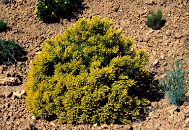 APII jpeg image of Synaphea spinulosa  © contact APII