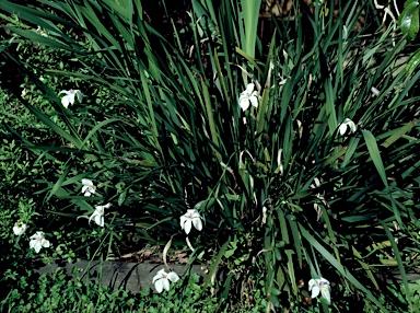 APII jpeg image of Dietes iridioides  © contact APII