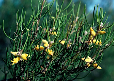 APII jpeg image of Persoonia teretifolia  © contact APII