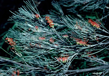 APII jpeg image of Grevillea cagiana  © contact APII