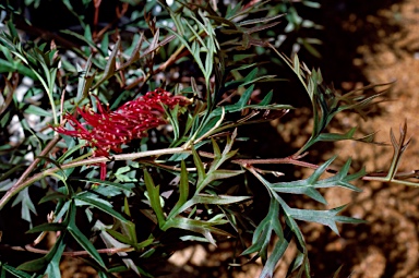 APII jpeg image of Grevillea 'Bronze Rambler'  © contact APII