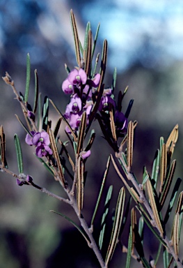 APII jpeg image of Hovea graniticola  © contact APII