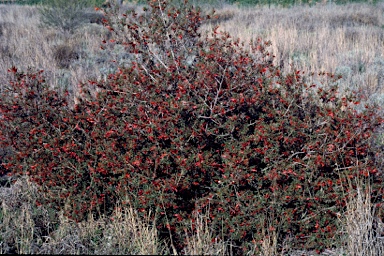 APII jpeg image of Eremophila maculata  © contact APII