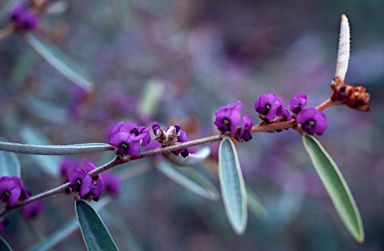 APII jpeg image of Hovea lorata  © contact APII