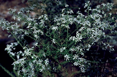 APII jpeg image of Olearia microphylla  © contact APII