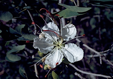 APII jpeg image of Bauhinia hookeri  © contact APII