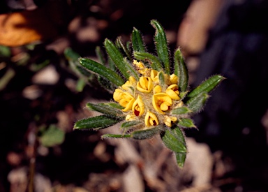 APII jpeg image of Pultenaea petiolaris  © contact APII