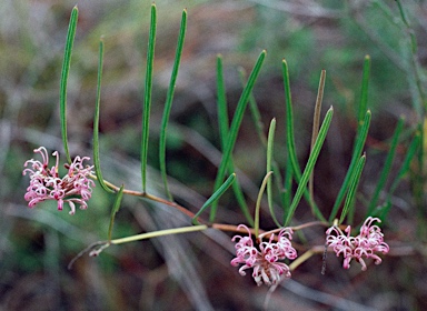 APII jpeg image of Grevillea reptans  © contact APII