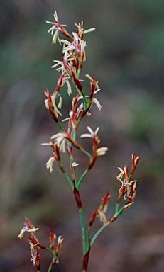 APII jpeg image of Caustis flexuosa  © contact APII