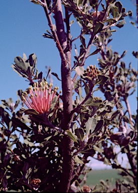 APII jpeg image of Banksia cuneata  © contact APII