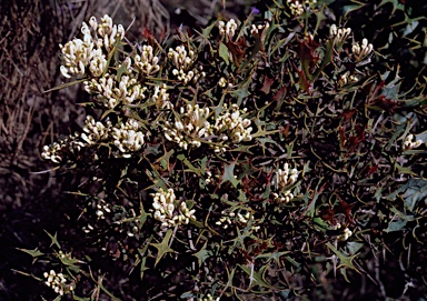 APII jpeg image of Hakea auriculata  © contact APII