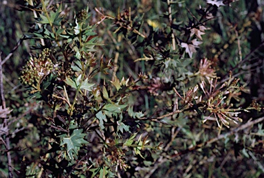 APII jpeg image of Grevillea uniformis  © contact APII