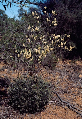 APII jpeg image of Grevillea makinsonii  © contact APII