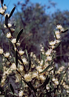 APII jpeg image of Hakea cygna subsp. cygna  © contact APII