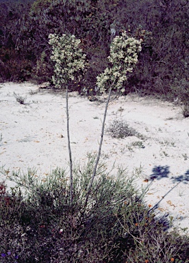 APII jpeg image of Hakea psilorrhyncha  © contact APII