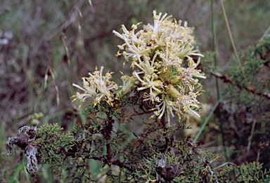 APII jpeg image of Petrophile striata  © contact APII