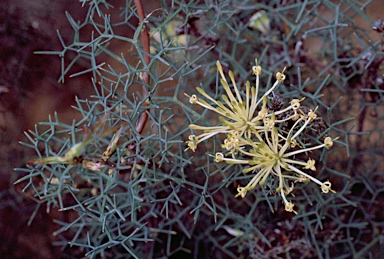 APII jpeg image of Petrophile heterophylla  © contact APII