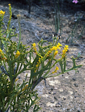 APII jpeg image of Synaphea parviflora  © contact APII