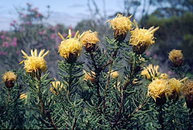 APII jpeg image of Petrophile ericifolia subsp. ericifolia  © contact APII