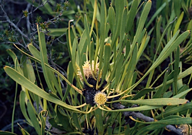 APII jpeg image of Isopogon polycephalus  © contact APII