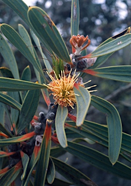 APII jpeg image of Hakea cinerea  © contact APII