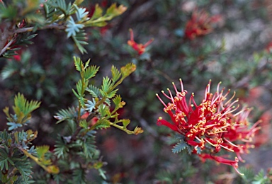 APII jpeg image of Grevillea huegelii  © contact APII