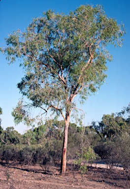 APII jpeg image of Corymbia terminalis  © contact APII