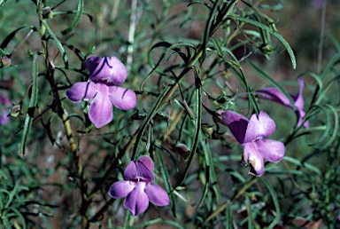 APII jpeg image of Eremophila gilesii  © contact APII