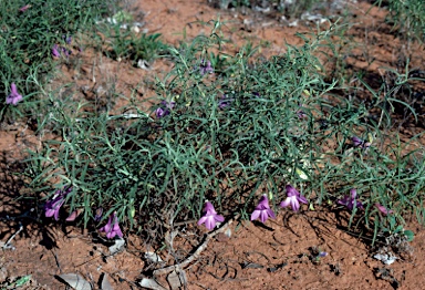 APII jpeg image of Eremophila gilesii  © contact APII