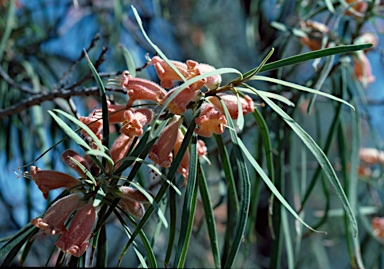 APII jpeg image of Eremophila longifolia  © contact APII