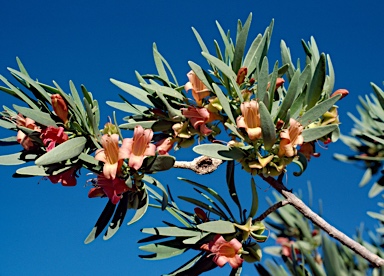 APII jpeg image of Eremophila tetraptera  © contact APII