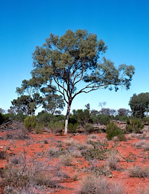 APII jpeg image of Flindersia maculosa  © contact APII