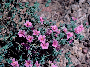 APII jpeg image of Frankenia serpyllifolia  © contact APII