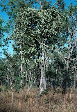 APII jpeg image of Grevillea glauca  © contact APII