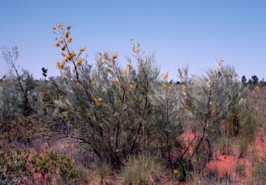 APII jpeg image of Grevillea juncifolia  © contact APII