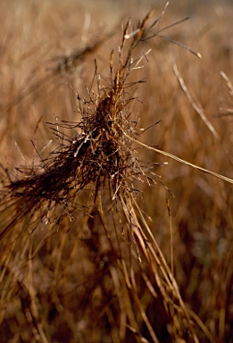 APII jpeg image of Heteropogon contortus  © contact APII