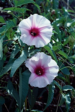 APII jpeg image of Ipomoea calobra  © contact APII