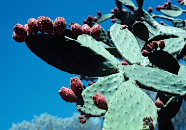 APII jpeg image of Opuntia tomentosa  © contact APII