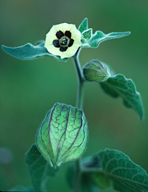 APII jpeg image of Physalis peruviana  © contact APII