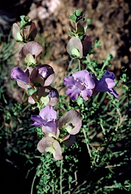 APII jpeg image of Prostanthera megacalyx  © contact APII