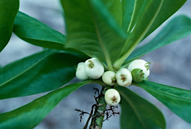 APII jpeg image of Scaevola taccada  © contact APII