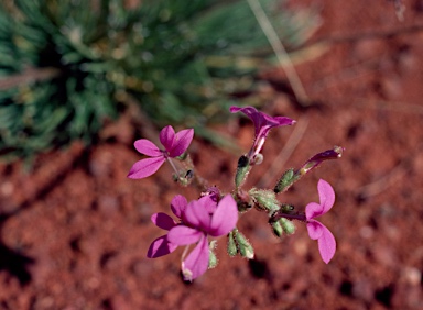 APII jpeg image of Stylidium desertorum  © contact APII