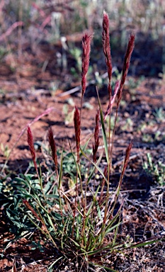 APII jpeg image of Triraphis mollis  © contact APII