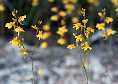 APII jpeg image of Utricularia chrysantha  © contact APII