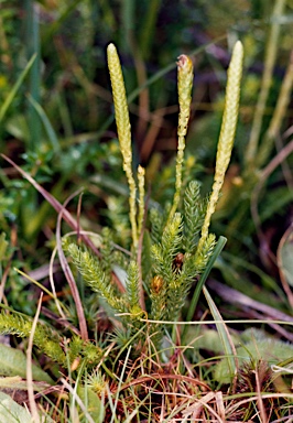 APII jpeg image of Lycopodium fastigiatum  © contact APII