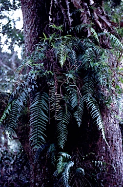 APII jpeg image of Asplenium polyodon  © contact APII