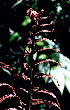 APII jpeg image of Blechnum cartilagineum  © contact APII