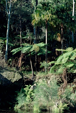 APII jpeg image of Cyathea australis  © contact APII